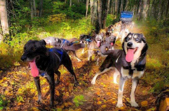 Dog Sled and ATV Combo Experience in Willow Alaska