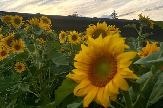 SUNFLOWER, SIP & SAVOUR! in Kelowna