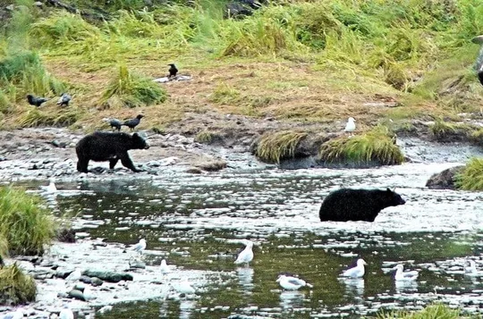 Ketchikan Deluxe City, Saxman Native Village and Wildlife Tour
