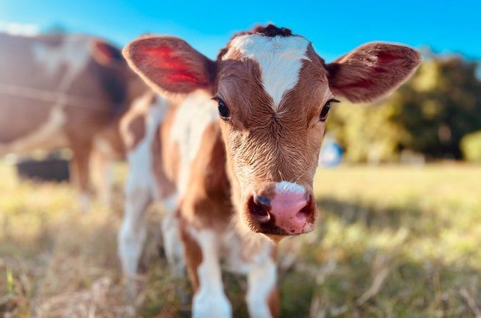 Regenerative Farm Tour on Maui