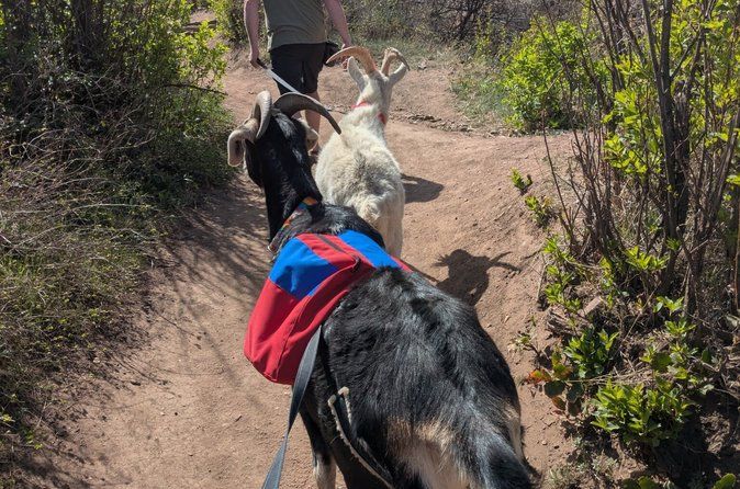 Goat hiking adventure near Morrison
