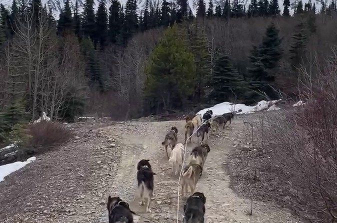 Skagway Yukon Dog Musher Camp and Summer Sled Dog Ride