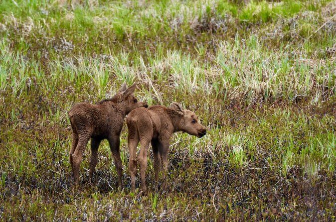 Anchorage to Whittier Cruise Transfer Tour with Port Drop-Off