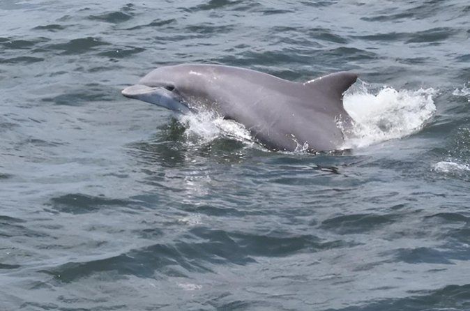 1 Hour Jet Ski Dolphin Experience