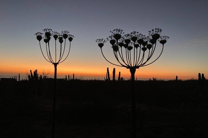 Desert Art Tour in Todos Santos