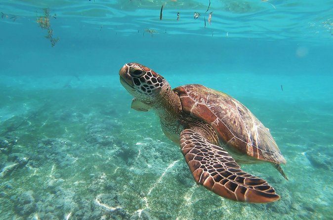 Coral Reef Snorkel Tour with Marine Biologists Videos Included