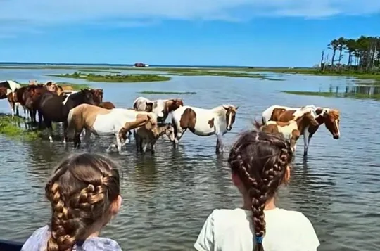 Saltwater Pony Tours Chincoteague Assateague Wild Pony Boat Tour