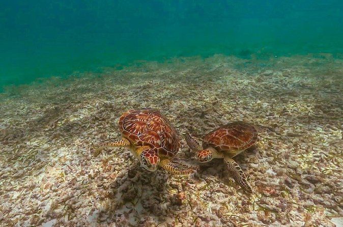 Discover Tulum from the Sea and Swim with Turtles