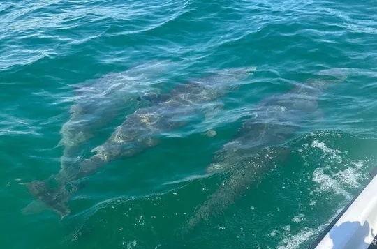 Sunset Dolphin Cruise at Crab Island in Destin