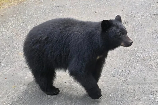 Private Van Wildlife Tour