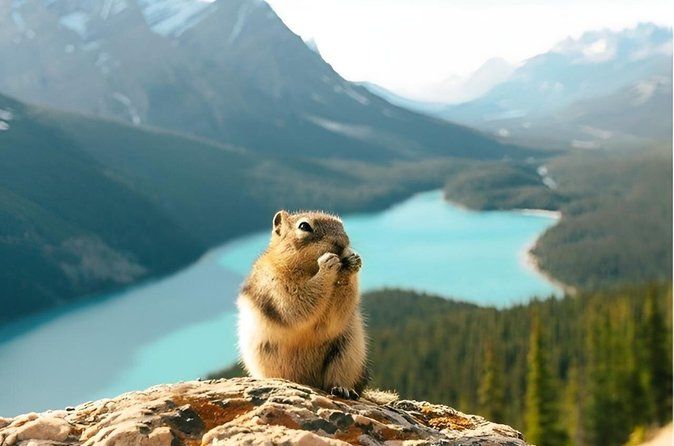 Explore 4 Lakes and Banff Town Full day Tour