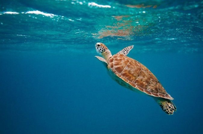 Cancun: 4-Stop Snorkeling Tour, Turtles,Reef,Shipwreck & Cenote
