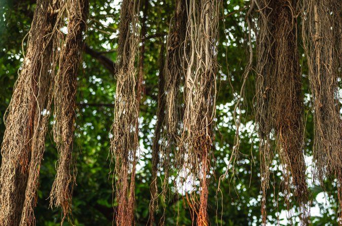 History Nature and Culture of Key West Walking Tour