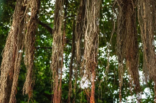 History Nature and Culture of Key West Walking Tour