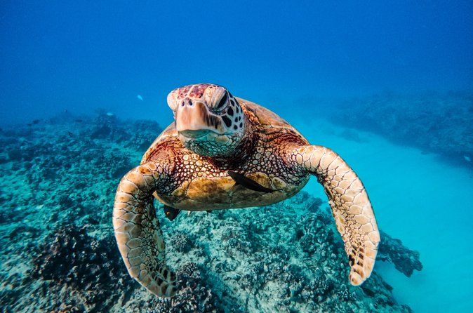Turtle Canyon Snorkel Semi-Private Adventure Boat