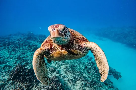 Turtle Canyon Snorkel Semi-Private Adventure Boat