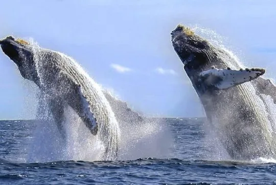 Whale Watching with Hydrophones! Hear the whales!