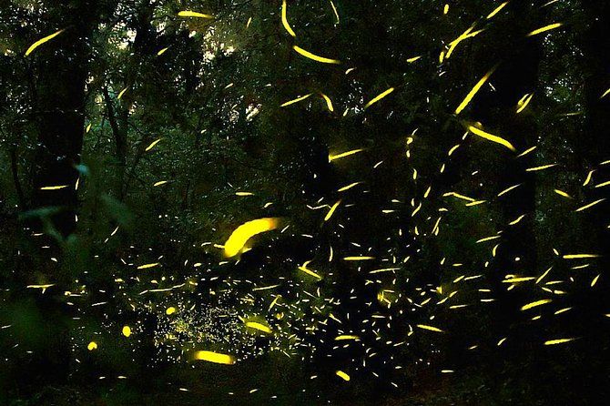 Sanctuary of the Fireflies