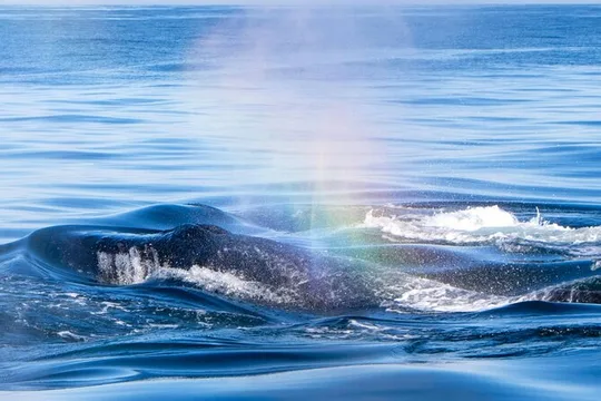 West Oahu Whale Watch & Turtle Snorkel with Whale Guarantee