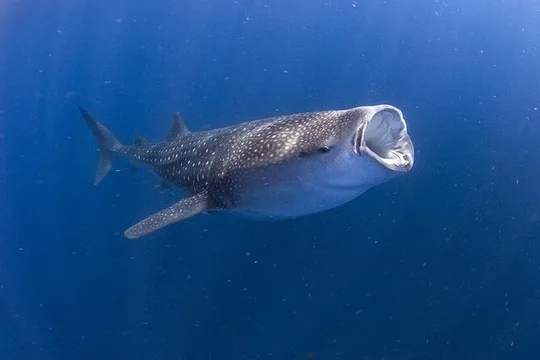 Whale Shark Experience from Playa del Carmen
