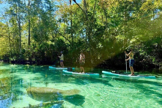 Guided Paddleboard Manatee Tour on Weeki Wachee Springs