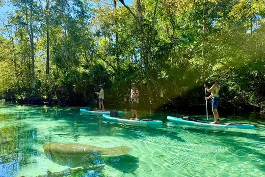 Guided Paddleboard Manatee Tour on Weeki Wachee Springs