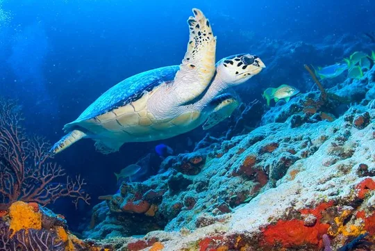 Cozumel Three Reefs Snorkeling Tour by Boat with Lunch and Drinks