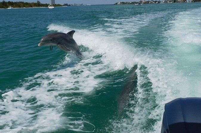 2 Hour Dolphin and Sightseeing Tour