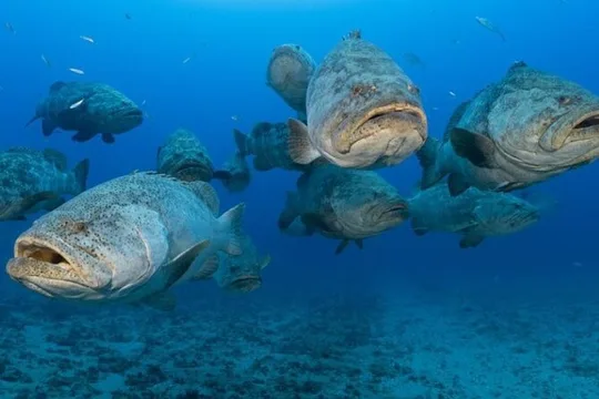 Scuba Diving Charters in Jupiter Florida