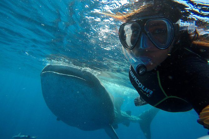 Cancun Whale Shark Small Group Tour on Spacious Boat w Transport