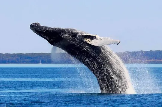 Charlevoix, Canyon St-Anne and Whale Watching 2 Days Tour