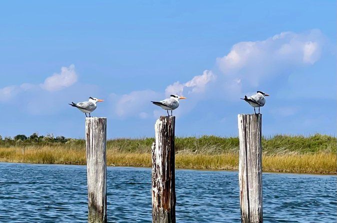Pea Island Wildlife Refuge Kayak Tour