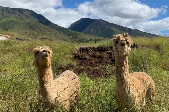 Alpaca and Fruit Tasting Combo Tour at the Maui Dragonfruit Farm