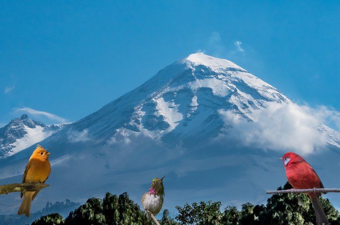 Bird watching in the Iztaccíhuatl-Popocatépetl from CDMX