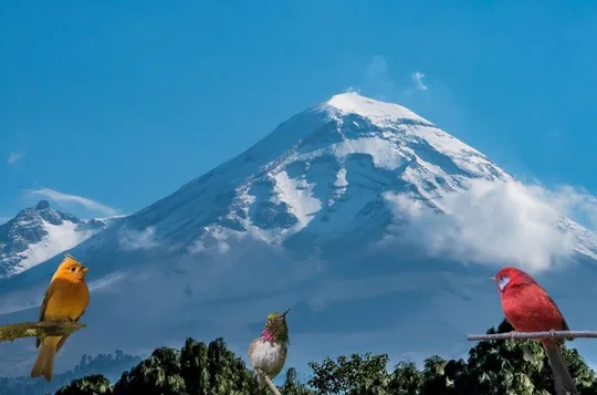 Bird watching in the Iztaccíhuatl-Popocatépetl from CDMX