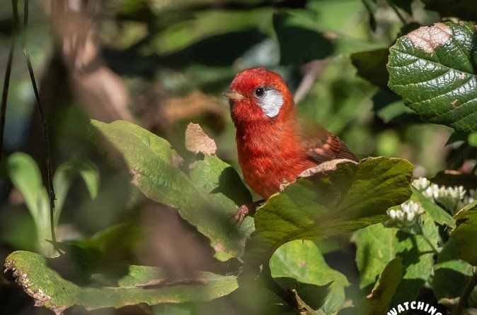 Bird watching in Mexico City, half day