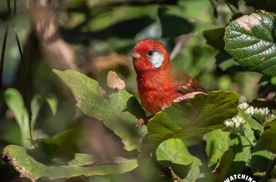 Bird watching in Mexico City, half day