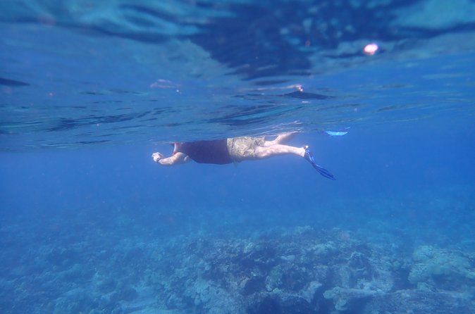 Kona Snorkeling Tour Small Group Marine Life Experience