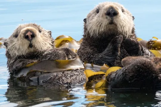 Kachemak Bay Marine Wildlife and Nature Cruise