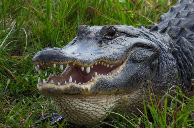 Everglades from Miami: Airboat, Alligators & Farm – Small Group