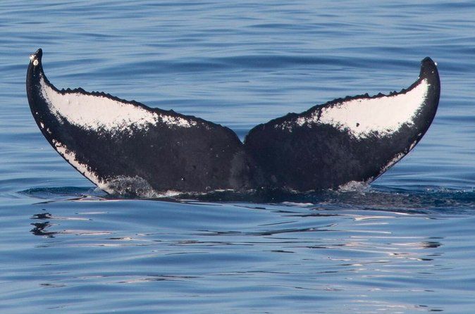 Private Whale Watching and Wildlife Ecotour in Sitka