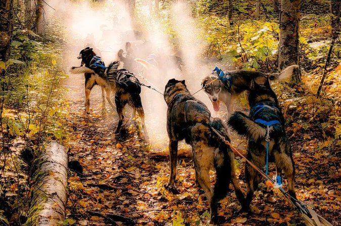 Fall Dog Sled Adventure in Willow Alaska