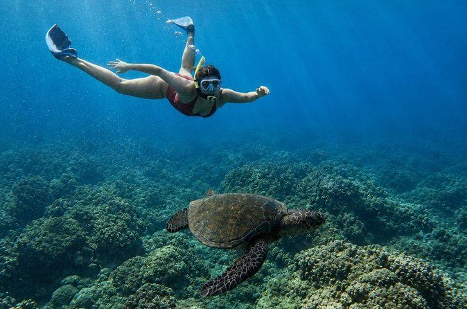 West Maui Snorkel Turtle Guarantee: with Photos and Videos