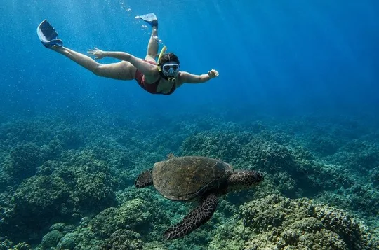 West Maui Snorkel Turtle Guarantee: with Photos and Videos