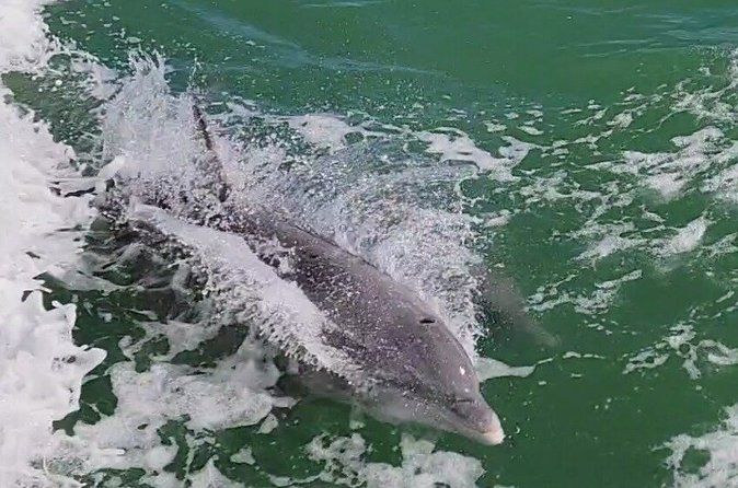 Early Bird Eco Tour and Dolphin Watch
