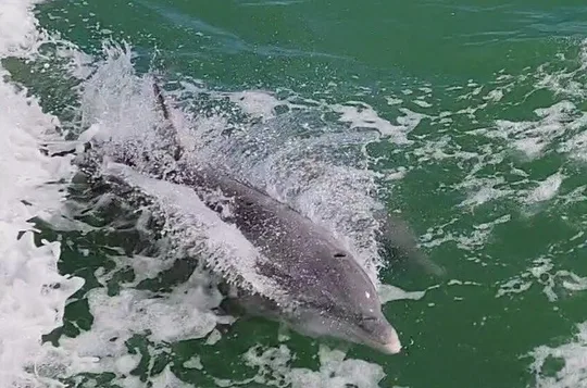 Early Bird Eco Tour and Dolphin Watch
