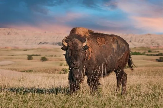 Self Guided Badlands National Park Loop Road Audio Driving Tour