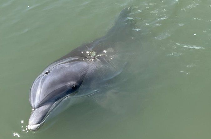 Private Dolphin Tour up to 12 passengers
