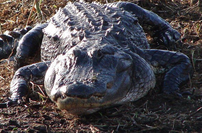 1-Hour Private Airboat Tour in Kissimmee