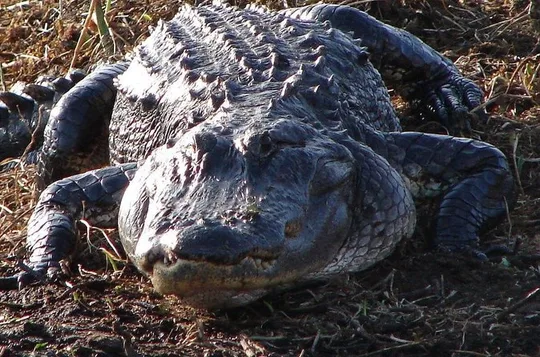 1-Hour Private Airboat Tour in Kissimmee